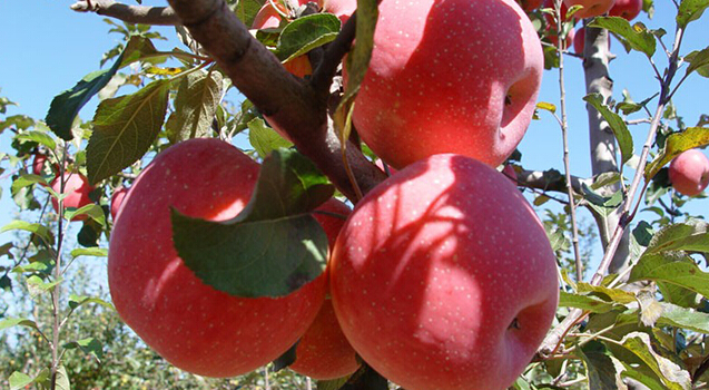 蘋(píng)果冷藏庫(kù)，蘋(píng)果預(yù)冷