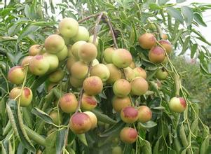 大棗、冬棗保鮮冷庫建造冷庫設(shè)計貯藏方法