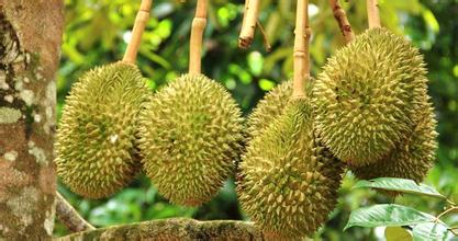 建一個200噸的榴蓮冷庫多少錢，榴蓮保鮮庫耗電量kw/h