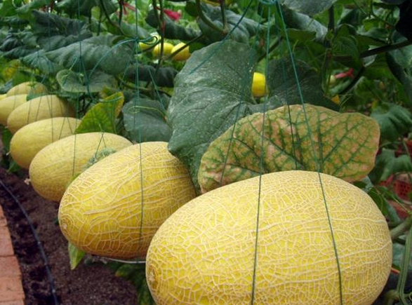 設(shè)計(jì)一個(gè)500噸哈密瓜保鮮庫(kù)要求，哈密瓜冷庫(kù)建造費(fèi)用